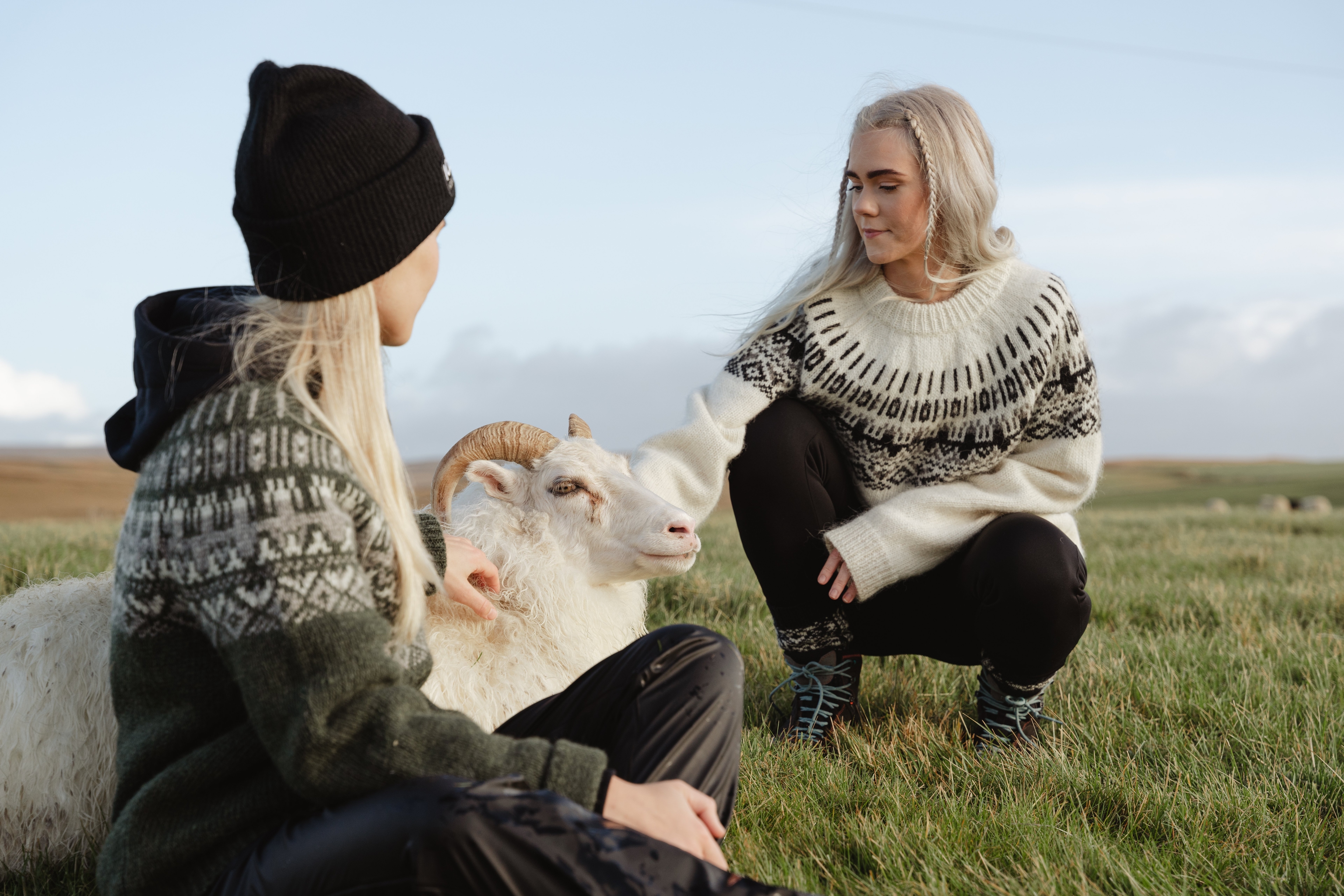 iceland-wool-sweater-woman-sheep-grass_4.jpeg