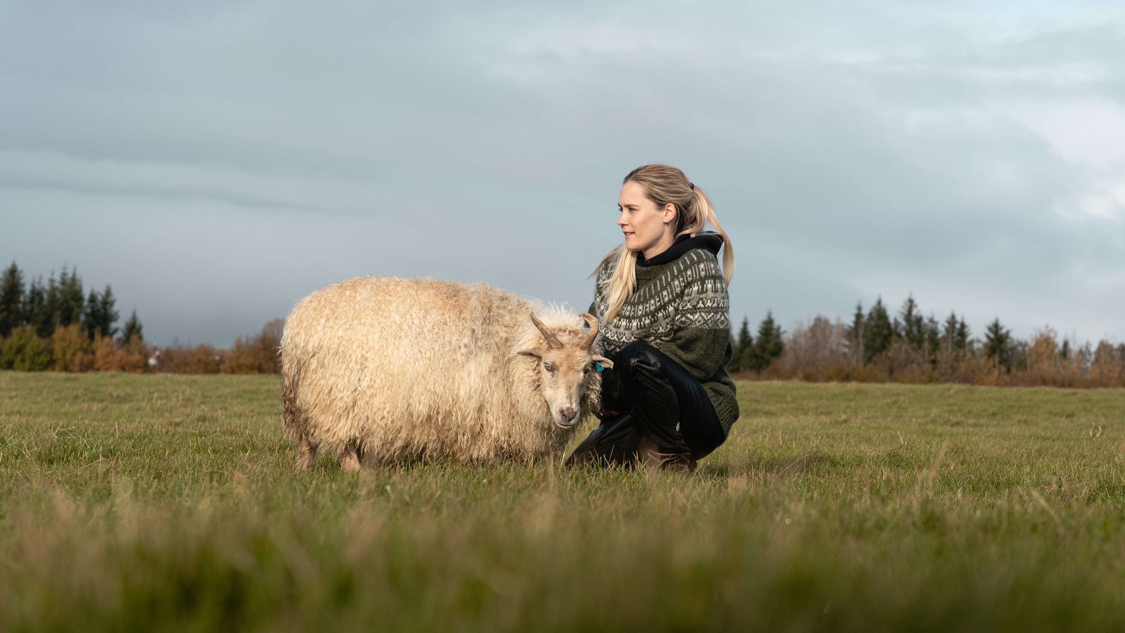 iceland-wool-sweater-woman-sheep-grass_15.jpeg