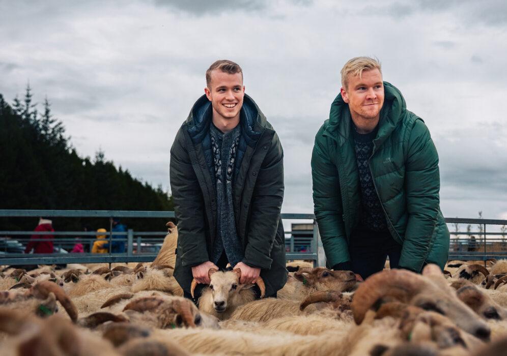 Le rassemblement des moutons d'Islande « Réttir » est une fête annuelle de rassemblement des moutons